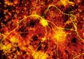 Neuron and Astrocytes