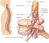Location and organization of the spinal cord