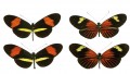 Four Butterflies, Two Species