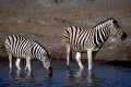 Burchell's Zebras at a waterhole.