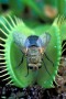 A fly on a Venus Flytrap plant.