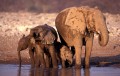 Elephant (Loxodonta africana) herd drinking at water hole. Etosha National Park, Namibia.