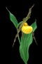 Lady's Slipper (Cypripedium calceolus parviflorum) flower.