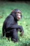Chimpanzee (Pan troglodytes), Gombe Stream National Park, Tanzania, Africa.