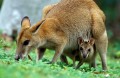 A female Agile Wallaby (Macropus agilis) with young in pouch feeds on grass in Green Bowling Bay Nat