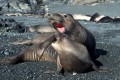 Northern Elephant Seals mating (Mirounga angustirostris).