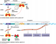 Lac Operon