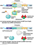 Lac Operon cAMP present