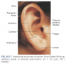 Anatomical structures of auricle