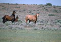 Bay (left) and chestnut (sometimes called "sorrel") are two of the most common coat colors