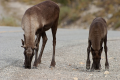 Caribou licking salt from roadway in British Columbia