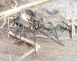 The wolf spider, Lycosa godeffroyi, is common in many areas of Australia. In this family of spiders,