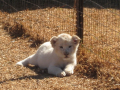 White Lion cub at Kromdraai, South Africa