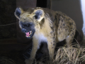 Reconstruction of cave hyena