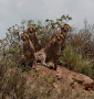 Four cheetahs at Serengeti National Park, Tanzania