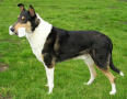 Smooth Collie