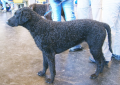 Curly Coated Retriever