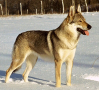 Czechoslovak Wolfdog