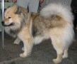 Eurasier