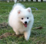 Japanese Spitz