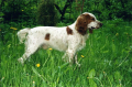 Russian Spaniel