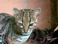 A margay at Edinburgh Zoo