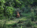 Chrysocyon brachyurus sitting