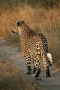 Female leopard in the Sabi Sands area of South Africa. Note the white spot on its tail, used for com