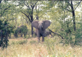 A young elephant in Zimbabwe.