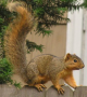 Fox squirrel