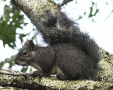 Western Gray Squirrel