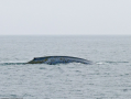 A blue whale surfaces off Santa Cruz Island in the Channel Islands, near Santa Barbara, CA