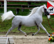 Arabian horse