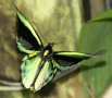 Cairns Birdwing (Ornithoptera euphorion): Australia's largest endemic butterfly