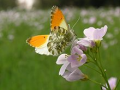 Male Orange Tip