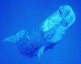 Young sperm whale