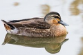 Pacific Black Duck at Austins Ferry, Tasmania, Australia