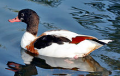 shelducks, genus Tadorna, are a group of large birds in the Tadorninae subfamily of the Anatidae