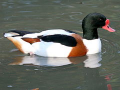 Common Shelduck (Tadorna tadorna) is a waterfowl species shelduck genus Tadorna - Breeding male