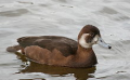 Female Southern Pochard