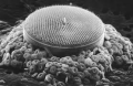 Diatom