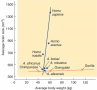 Hominid Brain Size