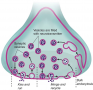 Recycling of the Membrane of Synaptic Vesicles