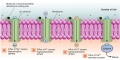 Ionic Movements During Postsynaptic Potentials