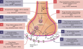 Drug Effects on Synaptic Transmission 