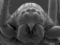 Scorpions, Spiders and Sharks: Electron-Microscope Images