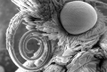 electron microscope image of a pyralidae moth