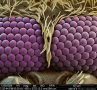 Mosquito Eyes Up Close: Electron Microscope Image Creates Stunning View Of Insect