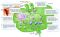 Summary of events in a typical humoral immune response.