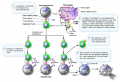 Summary of events in the killing of virus-infected cells by cytotoxic T cells.